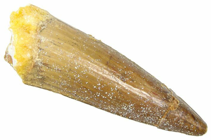 Fossil Spinosaurus Tooth - Real Dinosaur Tooth #361295